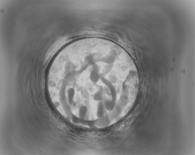 X0000088210103200706121815