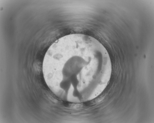 X0000088210135200706121815