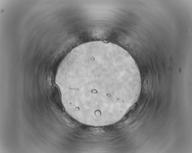 X0000088210424200706121810