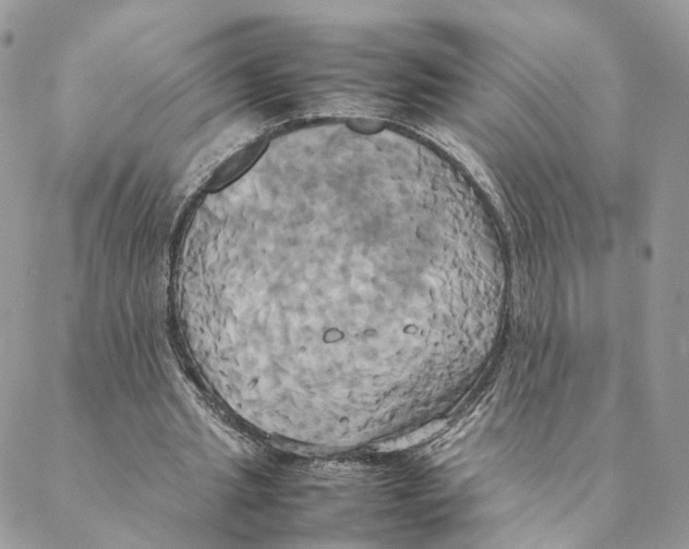 X0000088210437200706121809