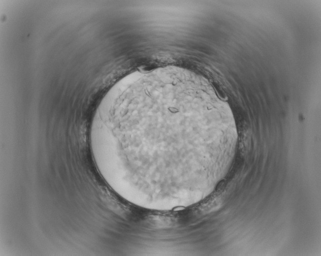 X0000088210466200706121810