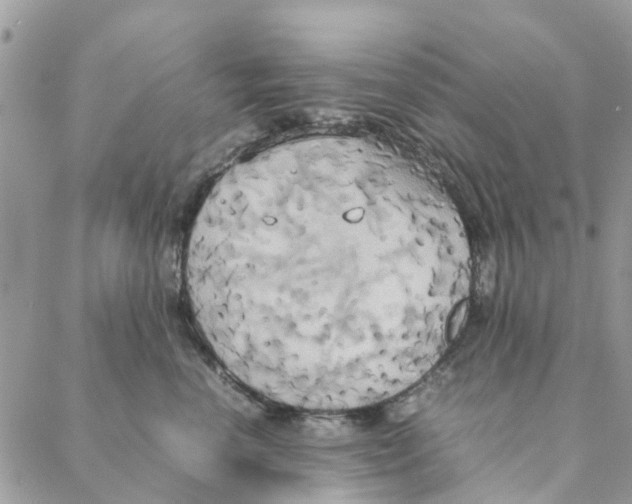 X0000088210666200706121807