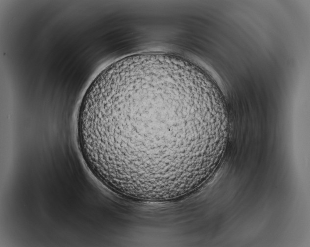 X0000088221483200705151019