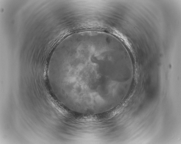 X0000088220065200705151424