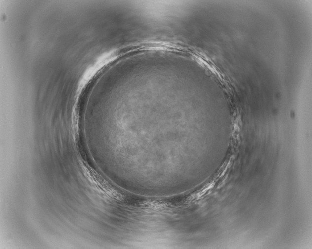 X0000088220343200705151419