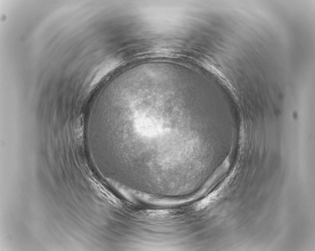 X0000088221450200705151401