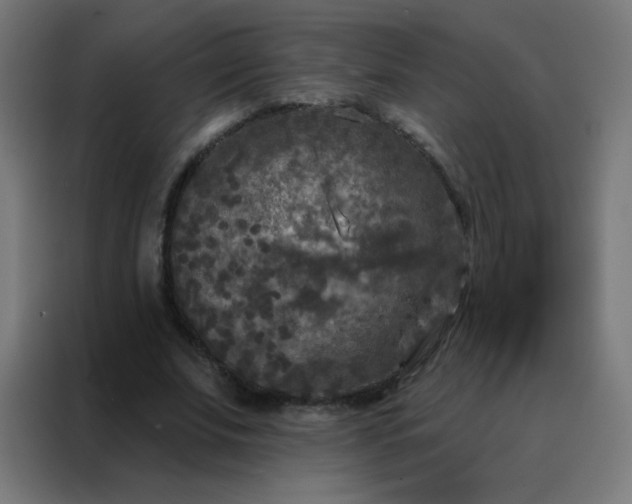 X0000088220679200705221804