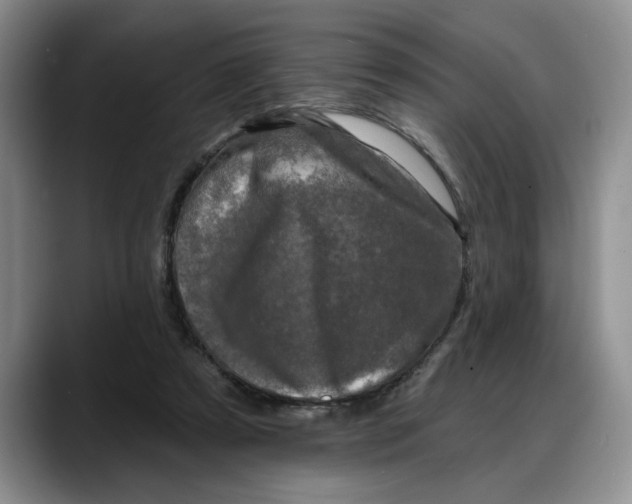 X0000088220305200705292119