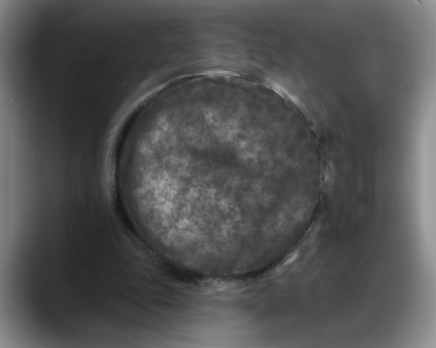 X0000088220343200705292118