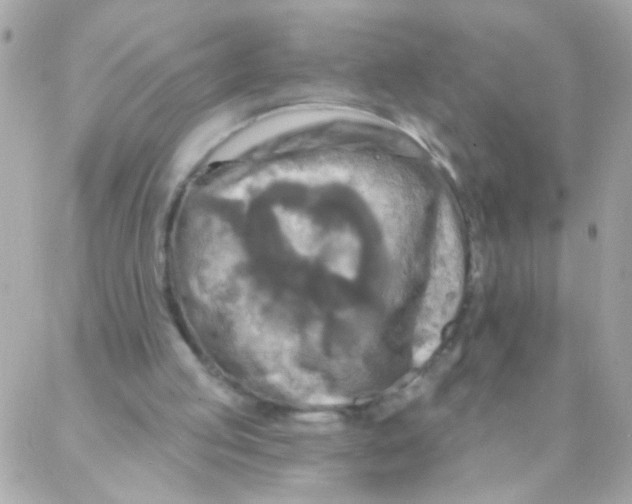 X0000088220053200706051333