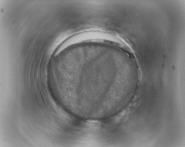 X0000088220055200706051333