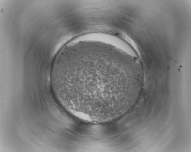 X0000088220059200706051333