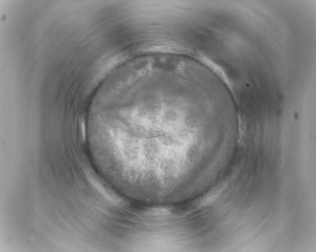 X0000088220061200706051333