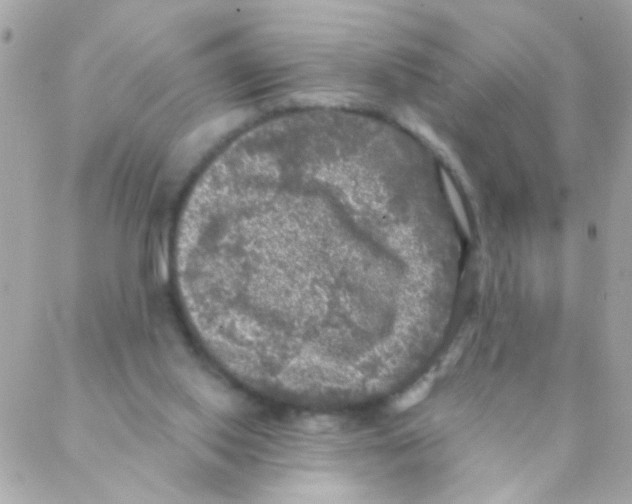 X0000088220062200706051333