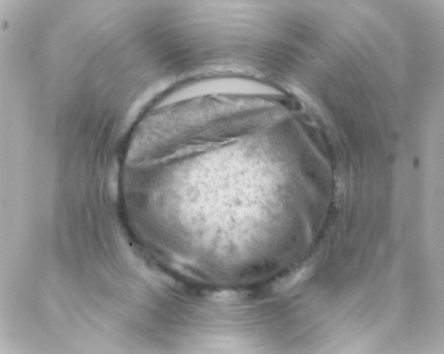 X0000088220064200706051333