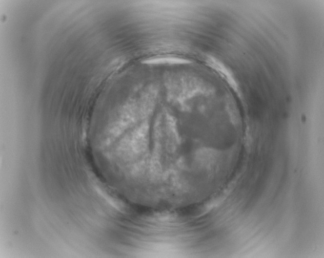 X0000088220065200706051333