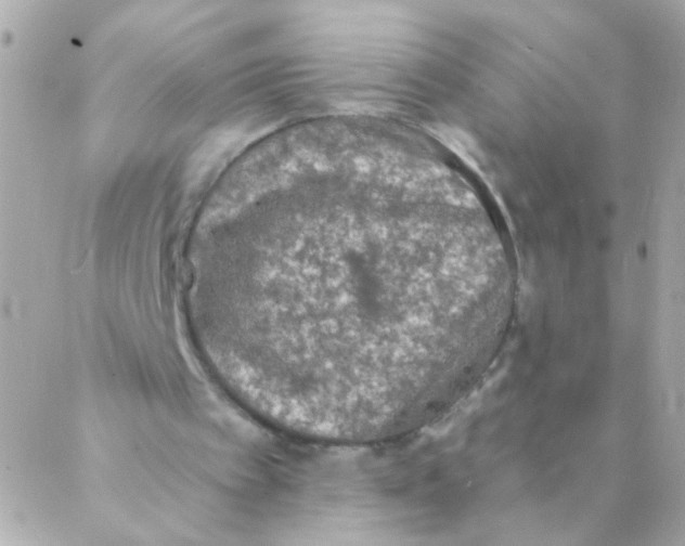 X0000088220097200706051333