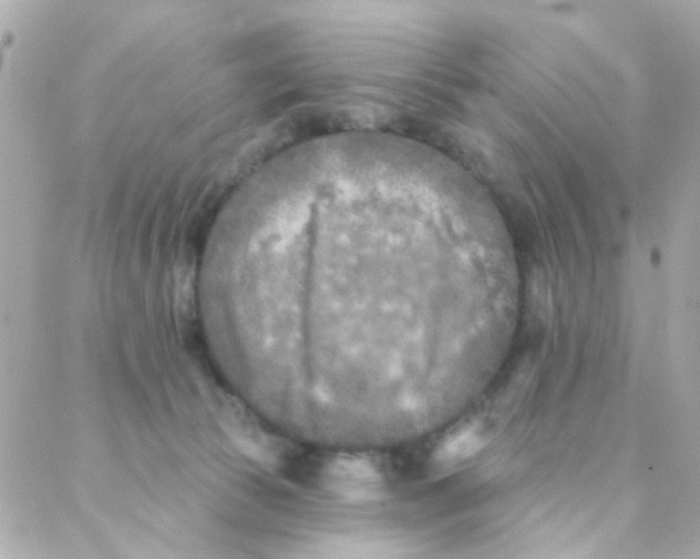 X0000088220177200706051331