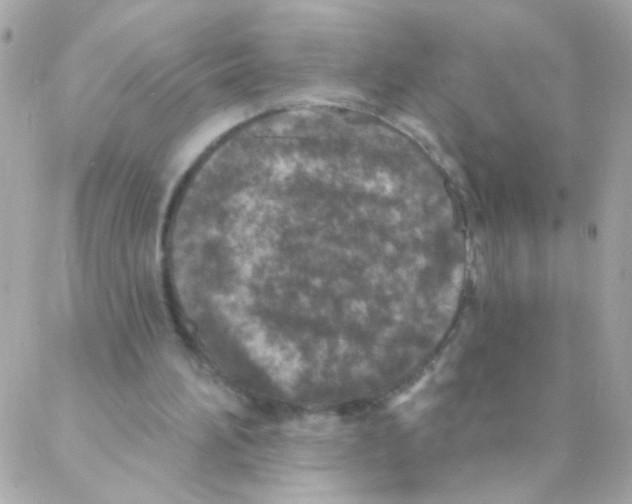 X0000088220196200706051331