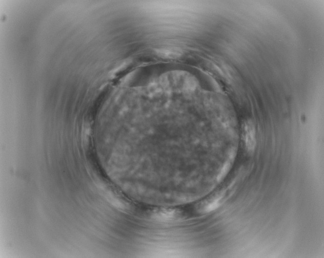 X0000088220235200706051330