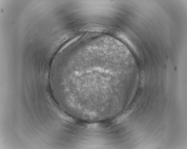 X0000088220309200706051329