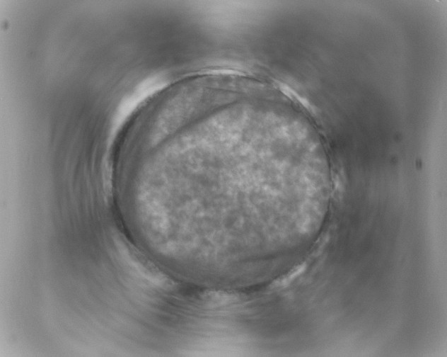 X0000088220343200706051328