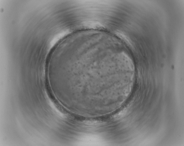 X0000088220630200706051323