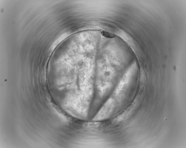 X0000088220858200706051321