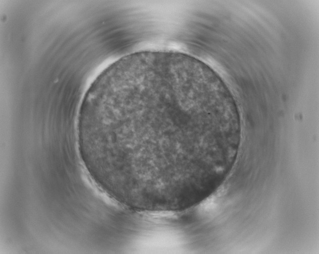 X0000088220864200706051321