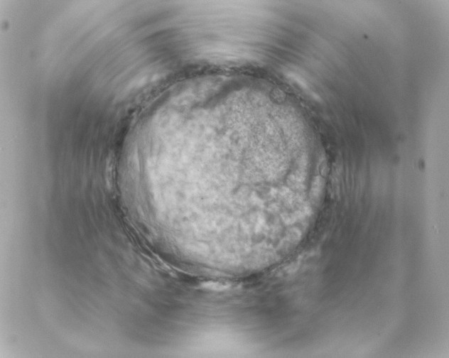 X0000088220917200706051318