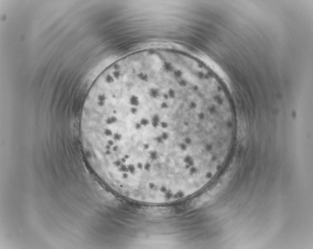 X0000088220953200706051319