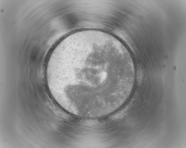 X0000088221074200706051317