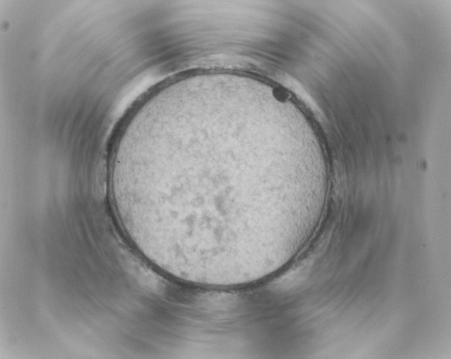 X0000088221075200706051317