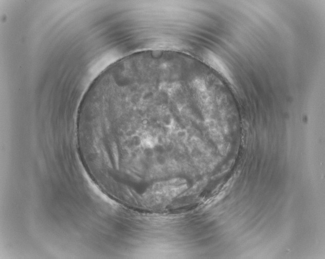 X0000088221087200706051316