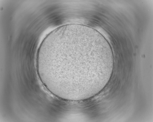 X0000088221104200706051316