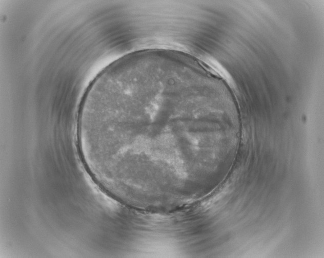 X0000088221144200706051316