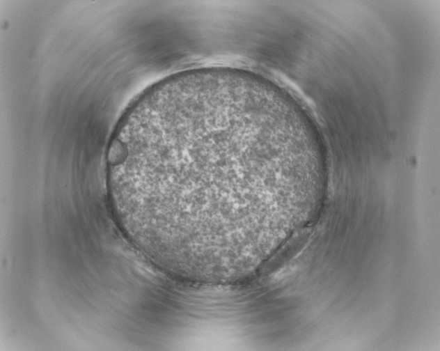 X0000088221174200706051315