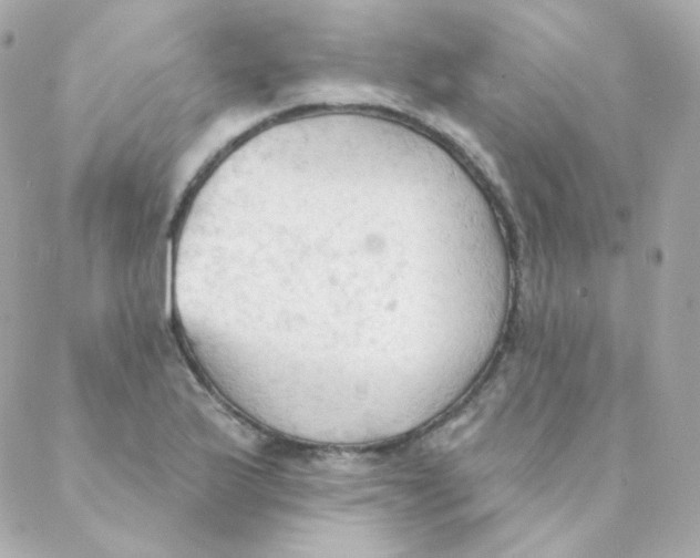 X0000088221175200706051315