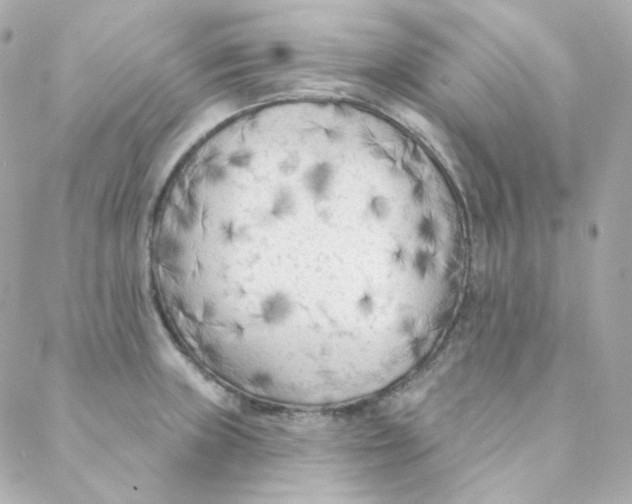 X0000088221235200706051314