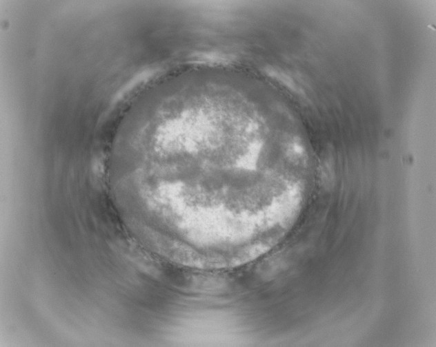 X0000088221254200706051314