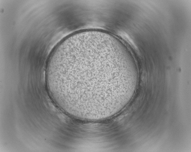 X0000088221268200706051313