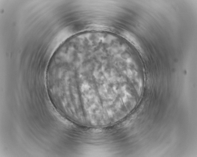 X0000088221283200706051313