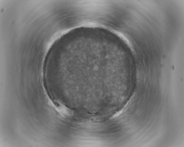 X0000088221327200706051313