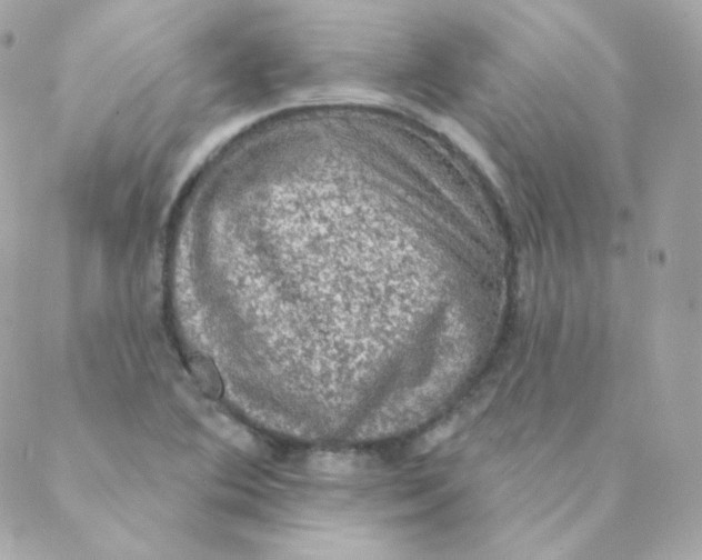 X0000088221364200706051312