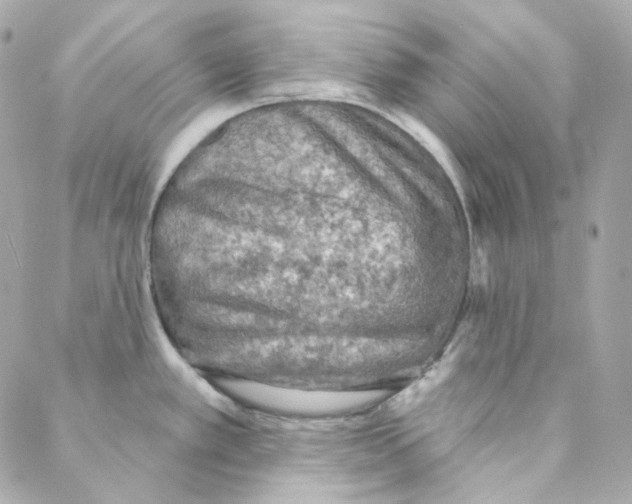 X0000088221389200706051311