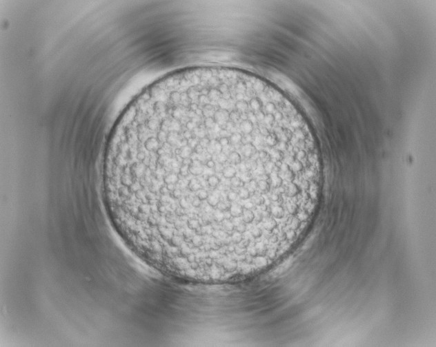 X0000088221432200706051311