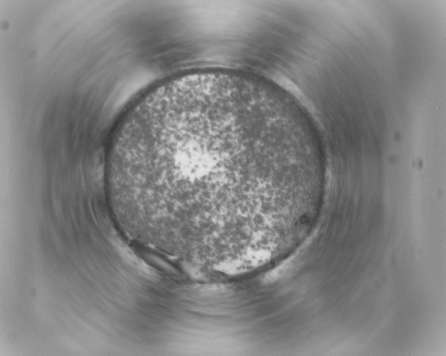 X0000088221450200706051310