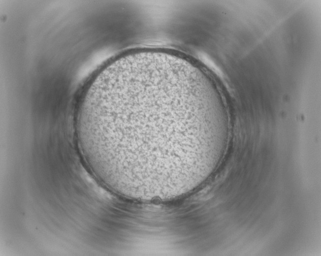 X0000088221456200706051310