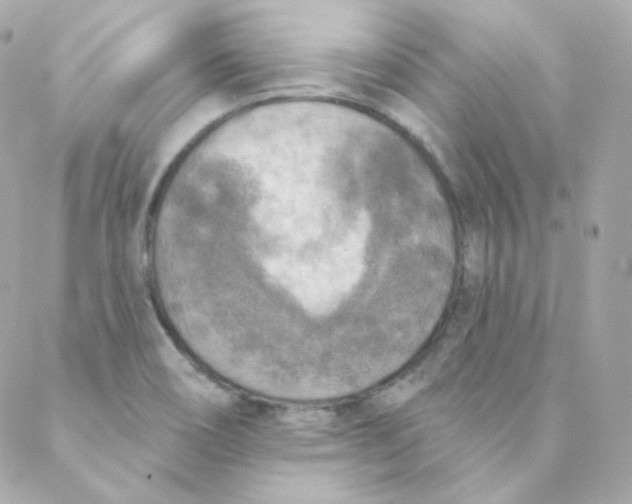 X0000088221466200706051310