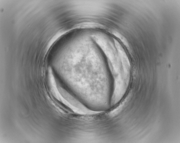 X0000088221473200706051310